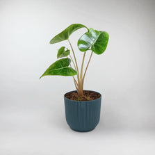 Elephant Ear Stingray Terrarium Plant | Alocasia Stingray