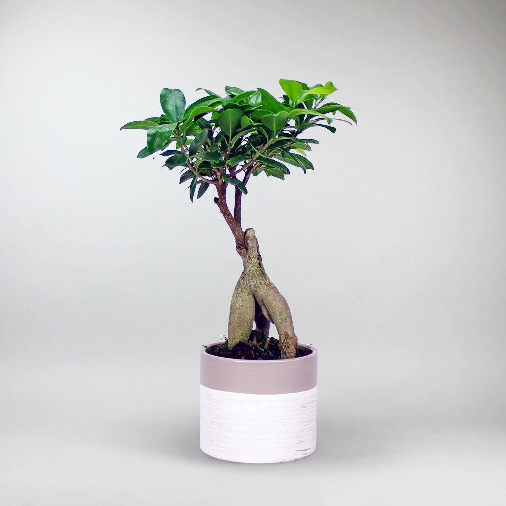 Bonsaïs de Botanicly – 2 × Bonsaï – Hauteur: 40 cm – Ficus Gin