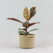 Rubber Plant 'Belize' Pink | Ficus Elastica Belize