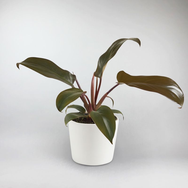 philodendron bronze Florida Bronze Philodendron Plant – Vibrant Indoor Greenery – Bloombox Club