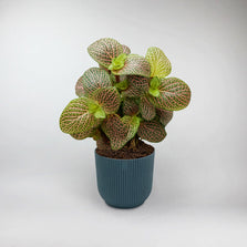 Forest Flame Nerve Plant Terrarium Plant | Fittonia Verschaffeltii Forest Flame