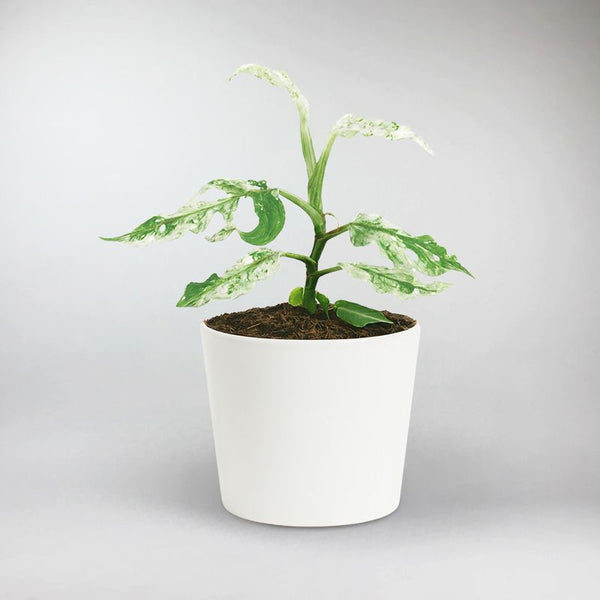 Buy Frozen Freckles Monstera – Rare Indoor Tropical Plant Online – Bloombox  Club