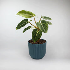 Giant Philodendron Terrarium Plant | Philodendron Gigas