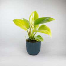 Golden Violin Philodendron Terrarium Plant | Philodendron Golden Violin