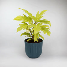 Golden Warscewiczii Philodendron Terrarium Plant | Philodendron Warscewiczii 'Flavum'