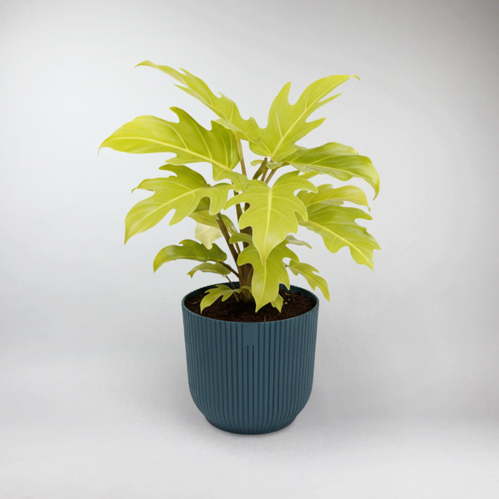 Golden Warscewiczii Philodendron Terrarium Plant | Philodendron Warscewiczii 'Flavum'