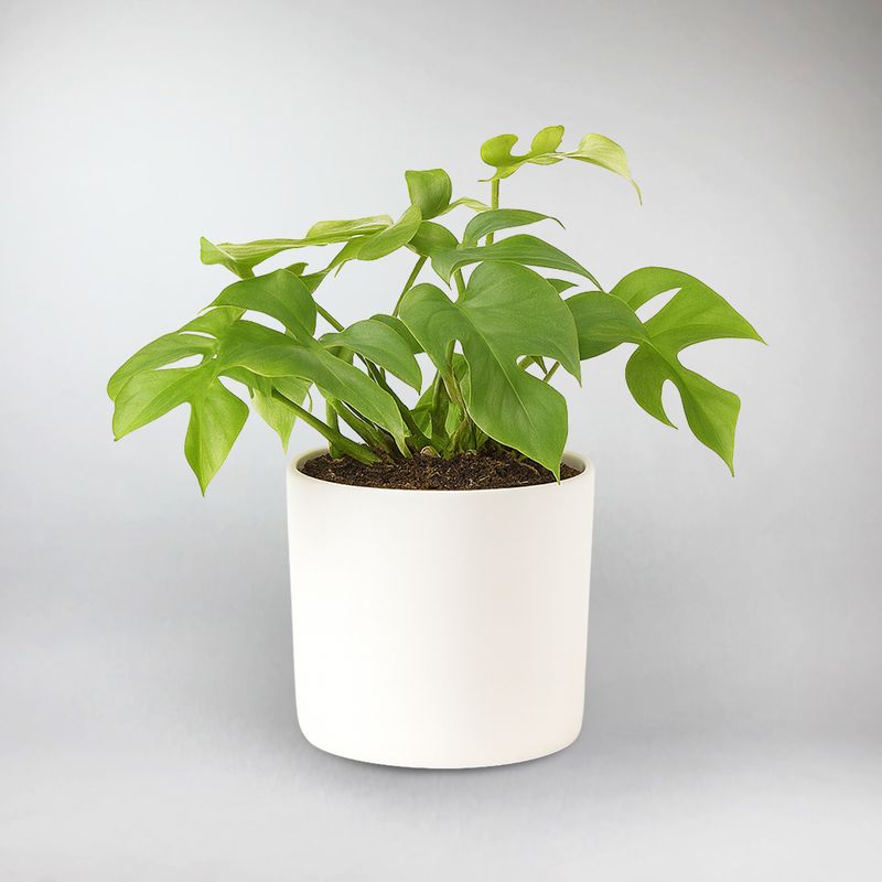 philodendron rush Goldrush Mini Monstera – Compact Indoor Plant for Every Space – Bloombox Club