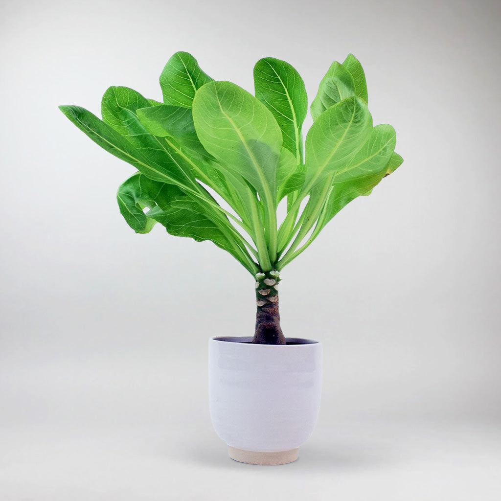 hawaiian palm plant for sale Brighmia Insignis