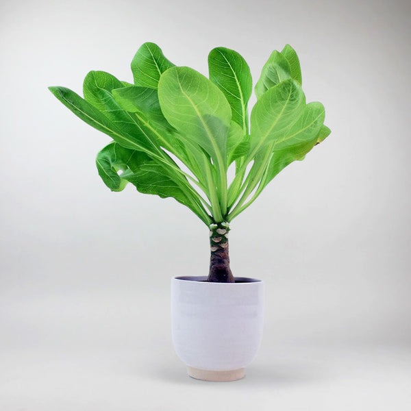 hawaiian palm indoor plant Brighmia Insignis