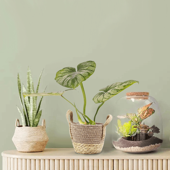 philodendron silver cloud care Philodendron 'Silver Cloud': Air-Purifying Indoor Plant – Bloombox Club