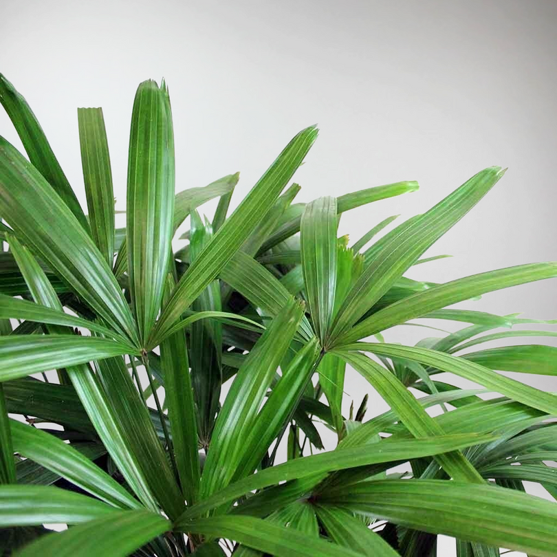 Rhapis Excelsa: Feng Shui Bamboo Plant for Zen Gardens – Bloombox Club