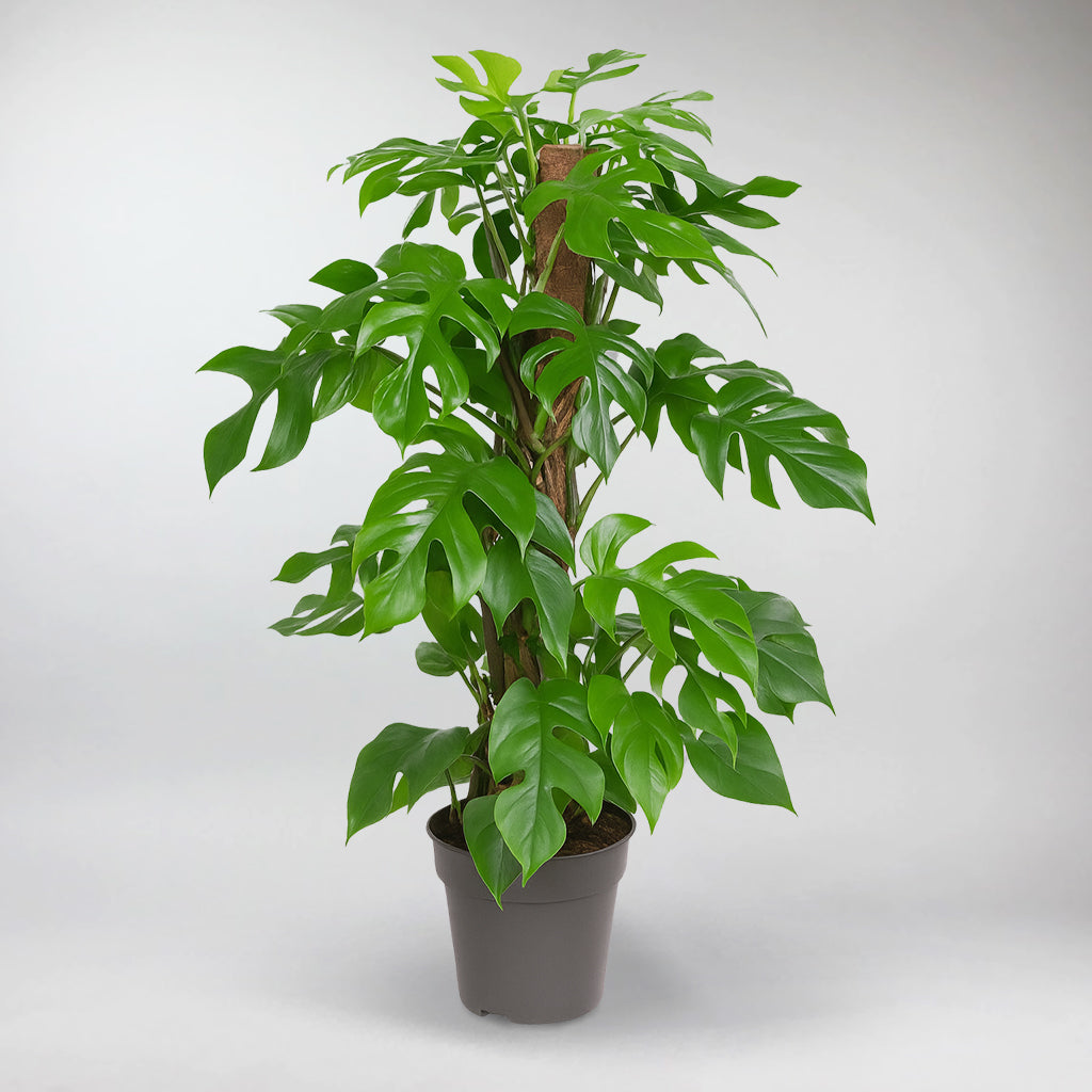 monstera deliciosa stick Monstera Minima Plant with Moss Stick – Easy Care Indoor Greenery – Bloombox Club
