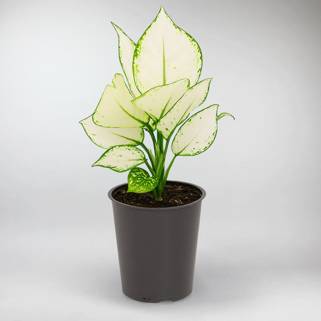 white aglaonema care Aglaonema 'White Joy'