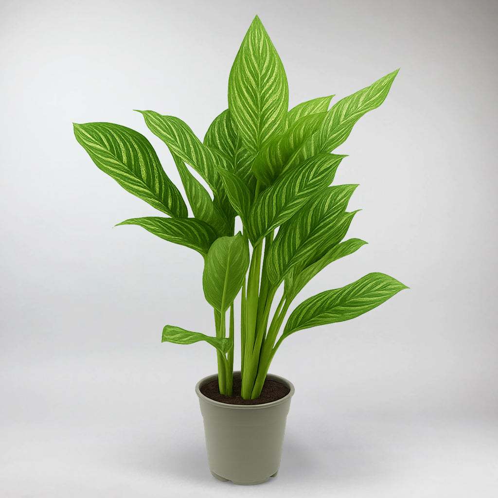 Air Purifying Plants for Home & Office | Natural Clean Air  Bloombox Club