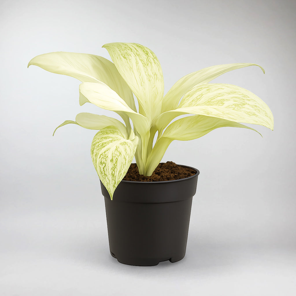 aglaonema lemon lime Aglaonema Arctic Lime