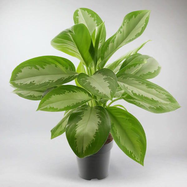 Aglaonema Diamond Bay