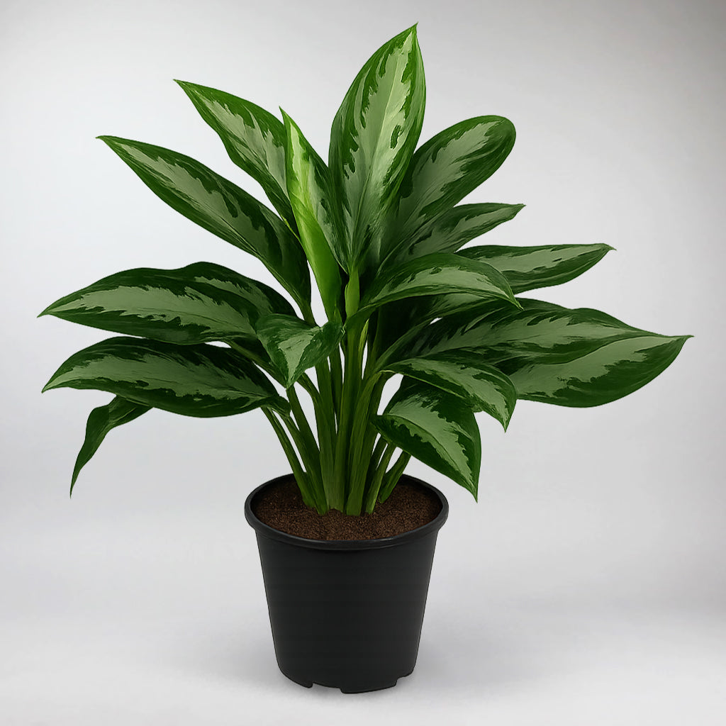 aglaonema diamond bay vs silver bay Aglaonema Diamond Bay