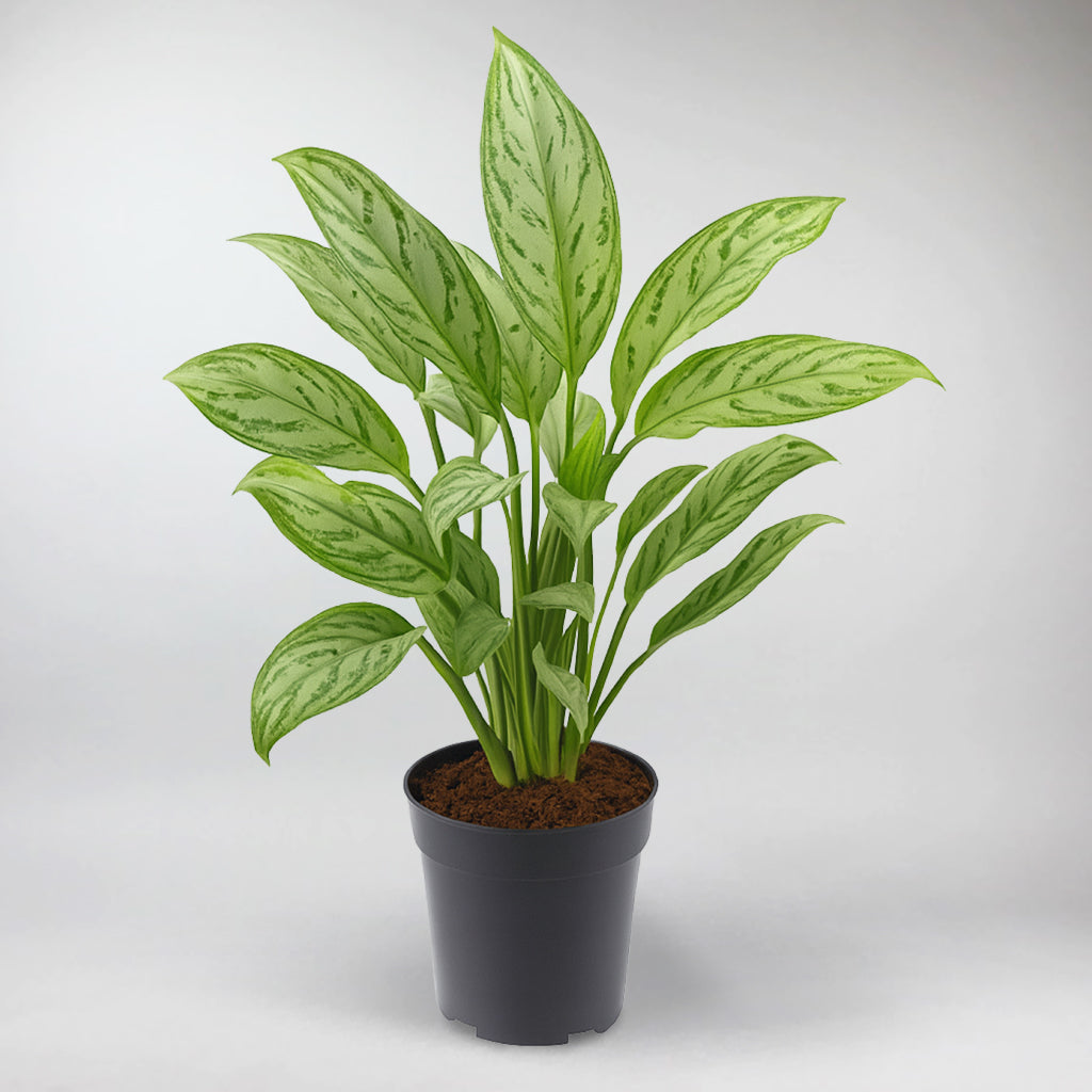 aglaonema maria christina pflege Aglaonema Christina