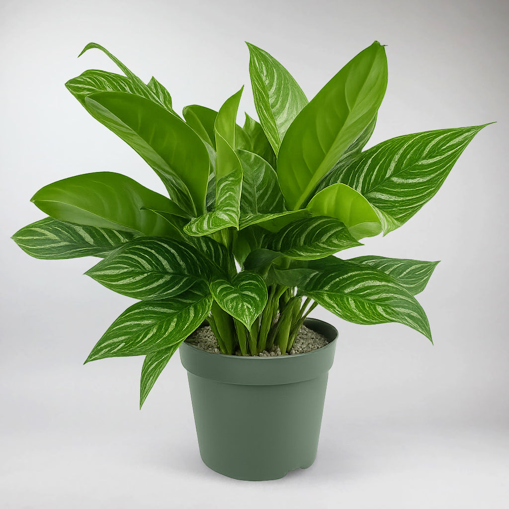 aglaonema white stripe Aglaonema Stripes