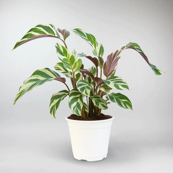 Calathea White Fusion Indoor Plant – Variegated Rare Houseplant – Bloombox  Club
