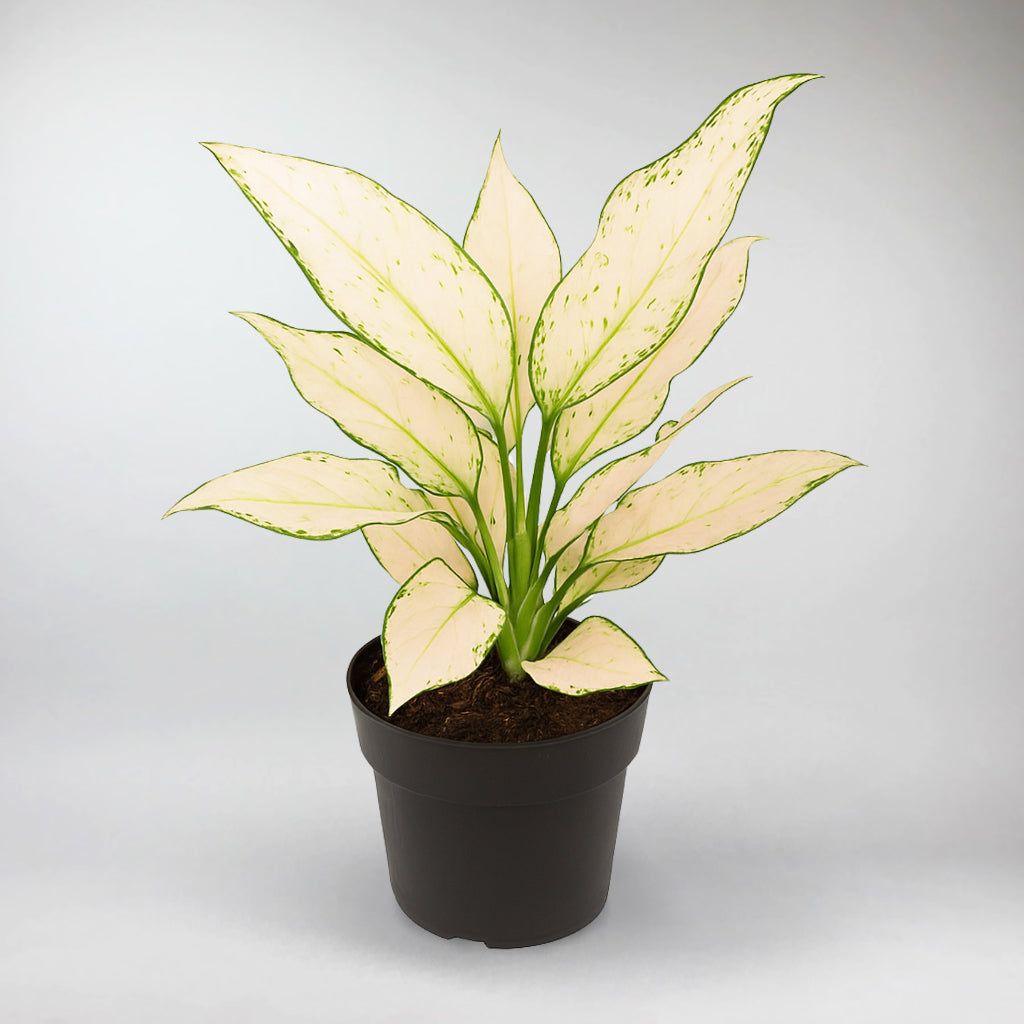 aglaonema pink vanilla Aglaonema Vanilla Baby