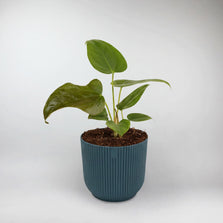 Anthurium Queen of Hearts