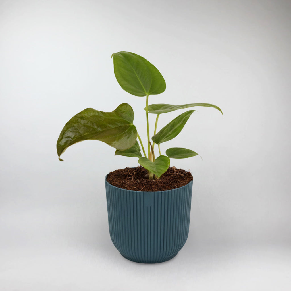 anthurium queen of hearts parents Anthurium Queen of Hearts – Bloombox Club