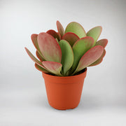 Flapjacks | Kalanchoe Thyrsiflora