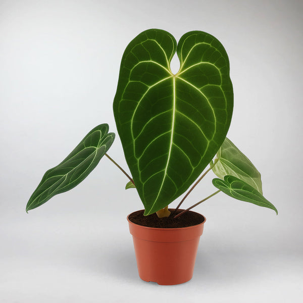 anthurium regale pflege Regal Anthurium Plant