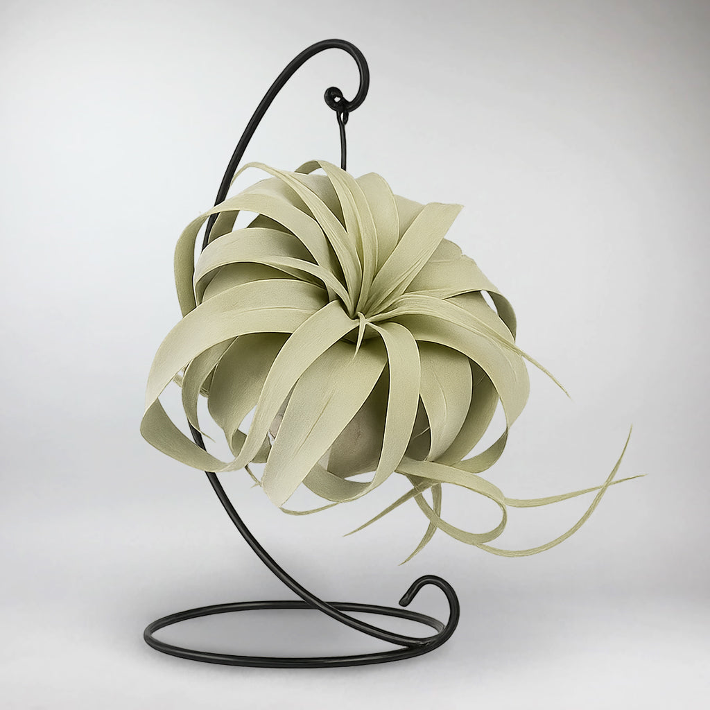 air plant pendant King Air Plant – Low Maintenance Indoor Plant for Every Space – Bloombox Club