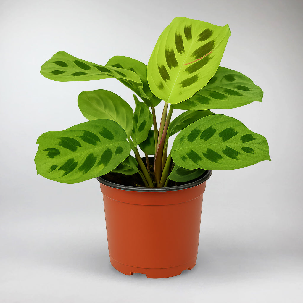 prayer plant beauty kim Beauty Kim Maranta Variegata