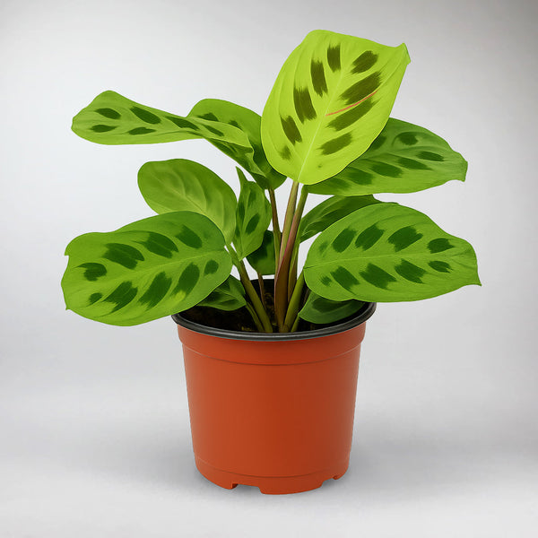 kim prayer plant Beauty Kim Maranta Variegata