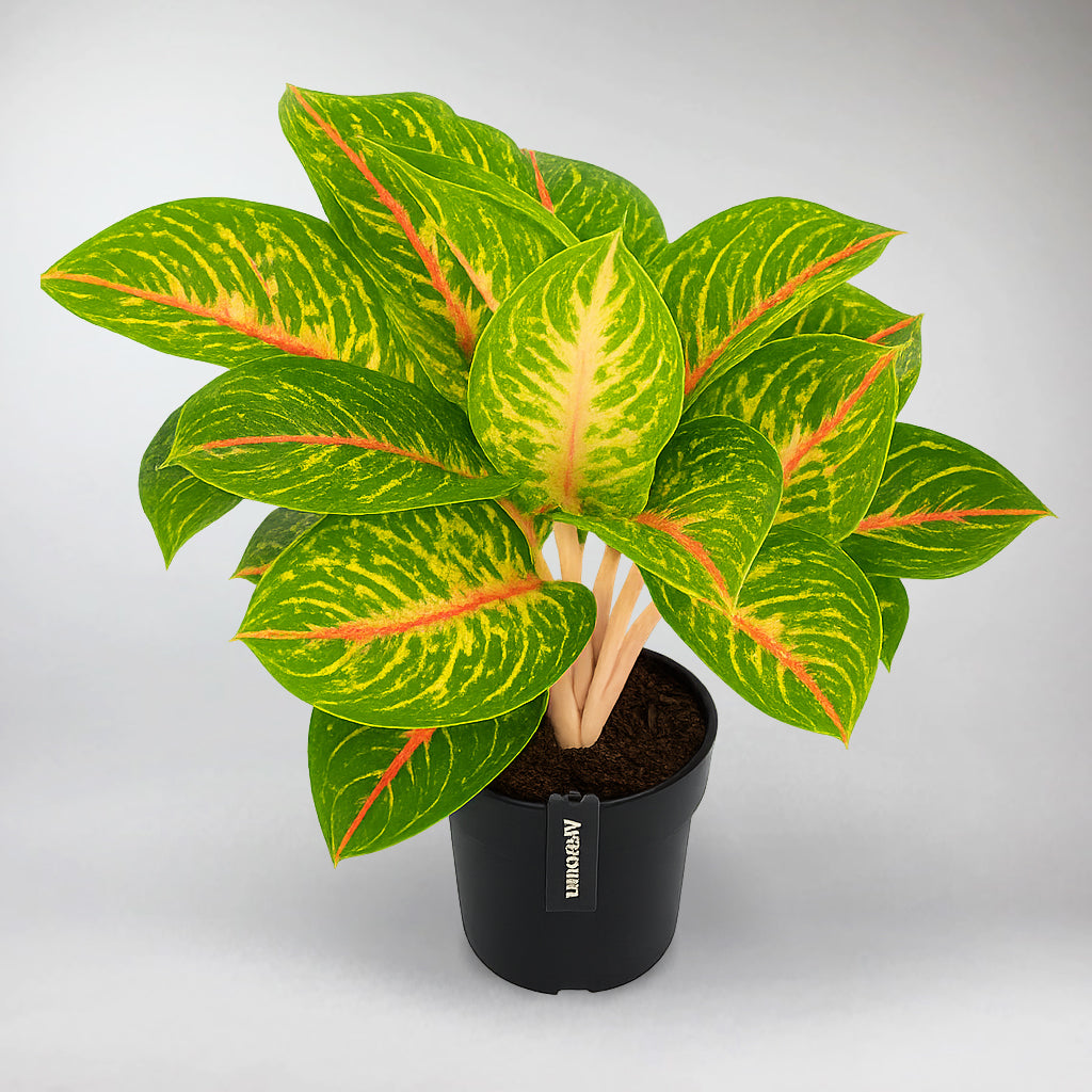 aglaonema boxer Aglaonema Spring Red – Indoor Air Purifying Plant – Bloombox Club
