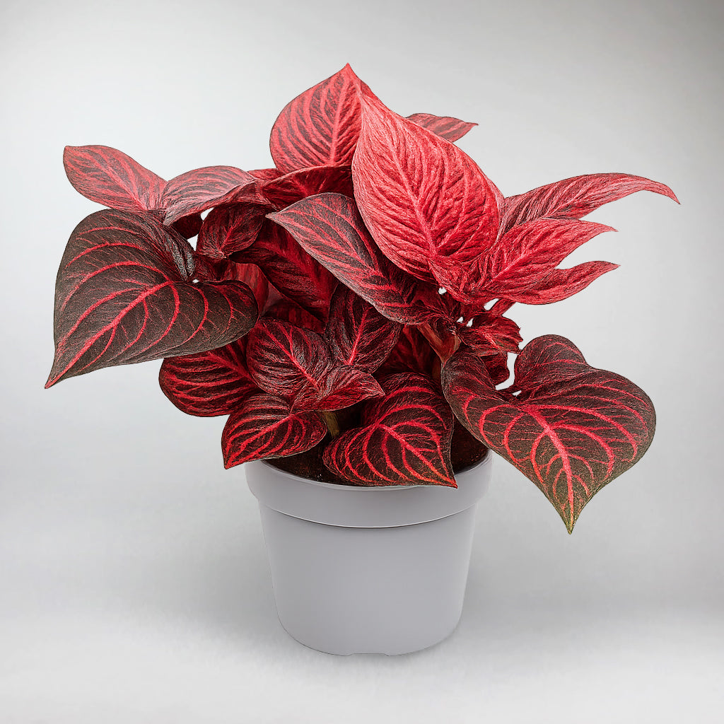 bloodleaf plant indoor care Iresine Bloodleaf Plant