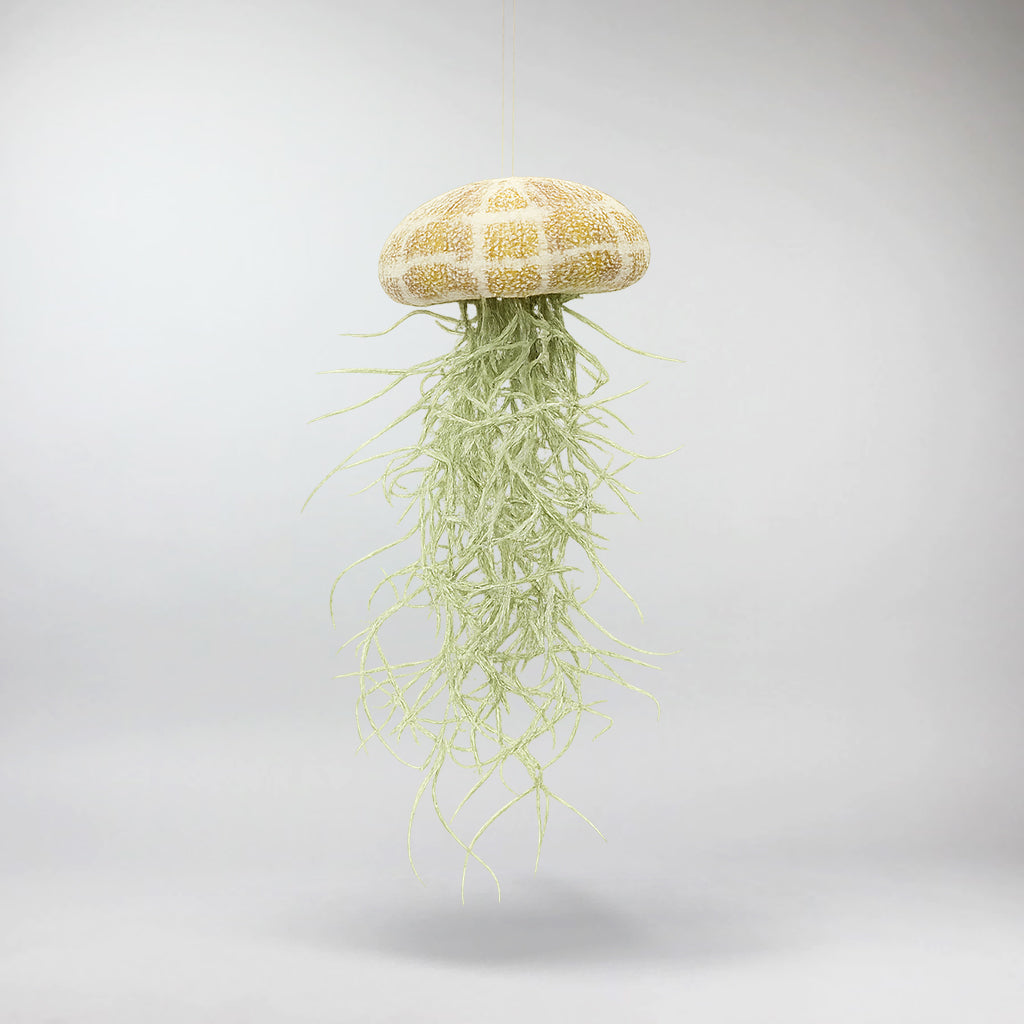 tillandsia jellyfish air plant Jellyfish Air Plant – Unique Tillandsia for Home & Office Decor – Bloombox Club