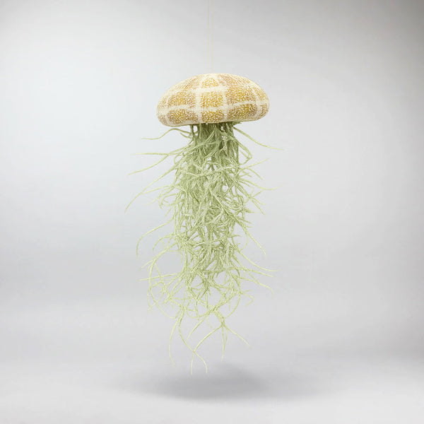 jellyfish air plants Jellyfish Air Plant – Unique Tillandsia for Home & Office Decor – Bloombox  Club