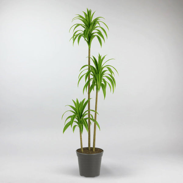 dracaena sunshine bush Hawaiian Sunshine Dragon Tree – Bright Indoor Plant for Home – Bloombox Club