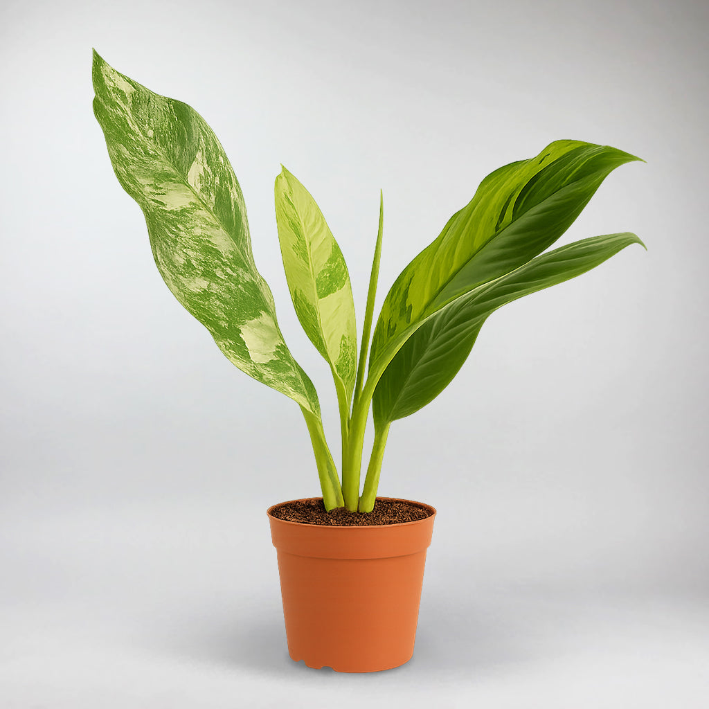 dieffenbachia big ben Dumb Cane Big Ben – Lush Indoor Dieffenbachia Plant for Home – Bloombox Club