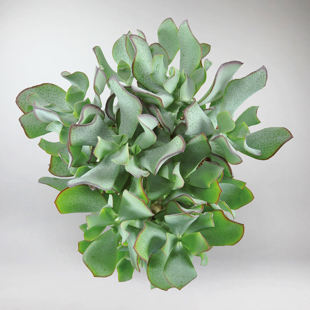 curly jade succulent Curly Jade Plant – Crassula Curly Green for Home & Office Decor – Bloombox Club