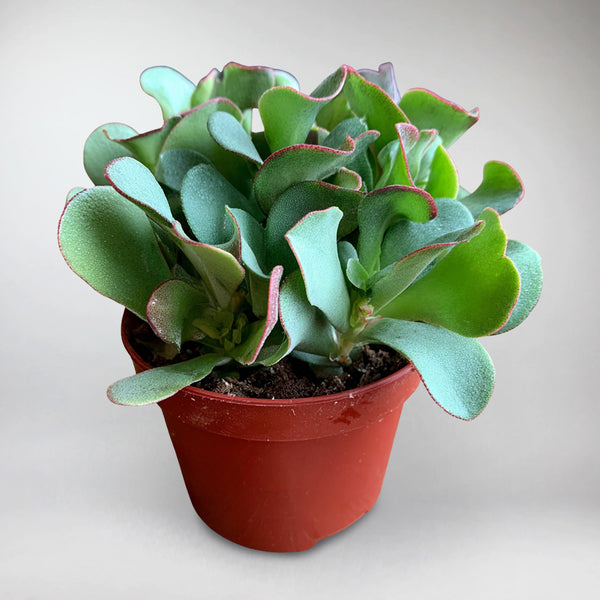 curly leaf jade plant Curly Jade Plant – Crassula Curly Green for Home & Office Decor – Bloombox  Club