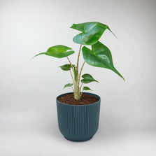 Elephant Ear Stingray Terrarium Plant | Alocasia Stingray