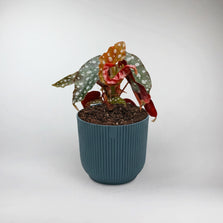 Polka Dot Begonia Terrarium Plant | Begonia Maculata