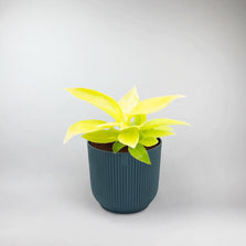 Moonlight Philodendron Terrarium Plant | Philodendron Moonlight