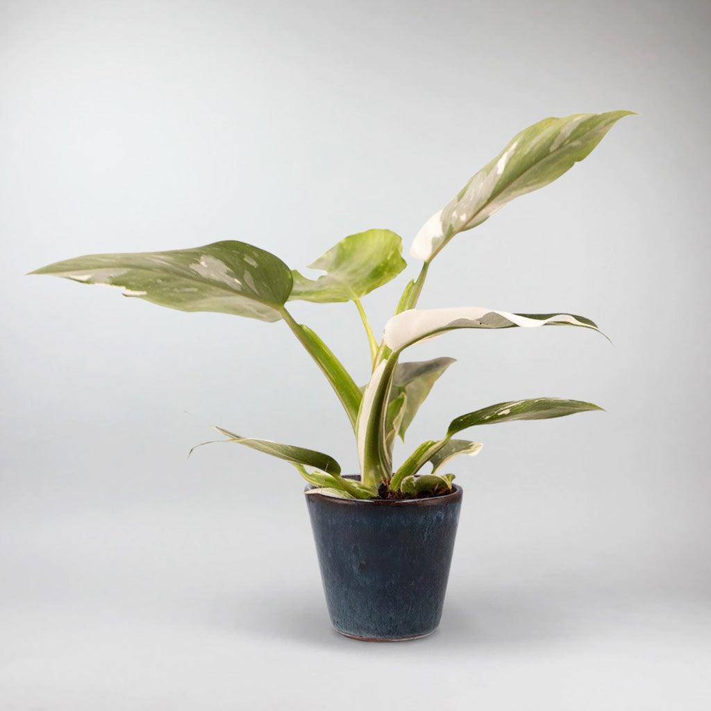 albino philodendron Philodendron White Princess