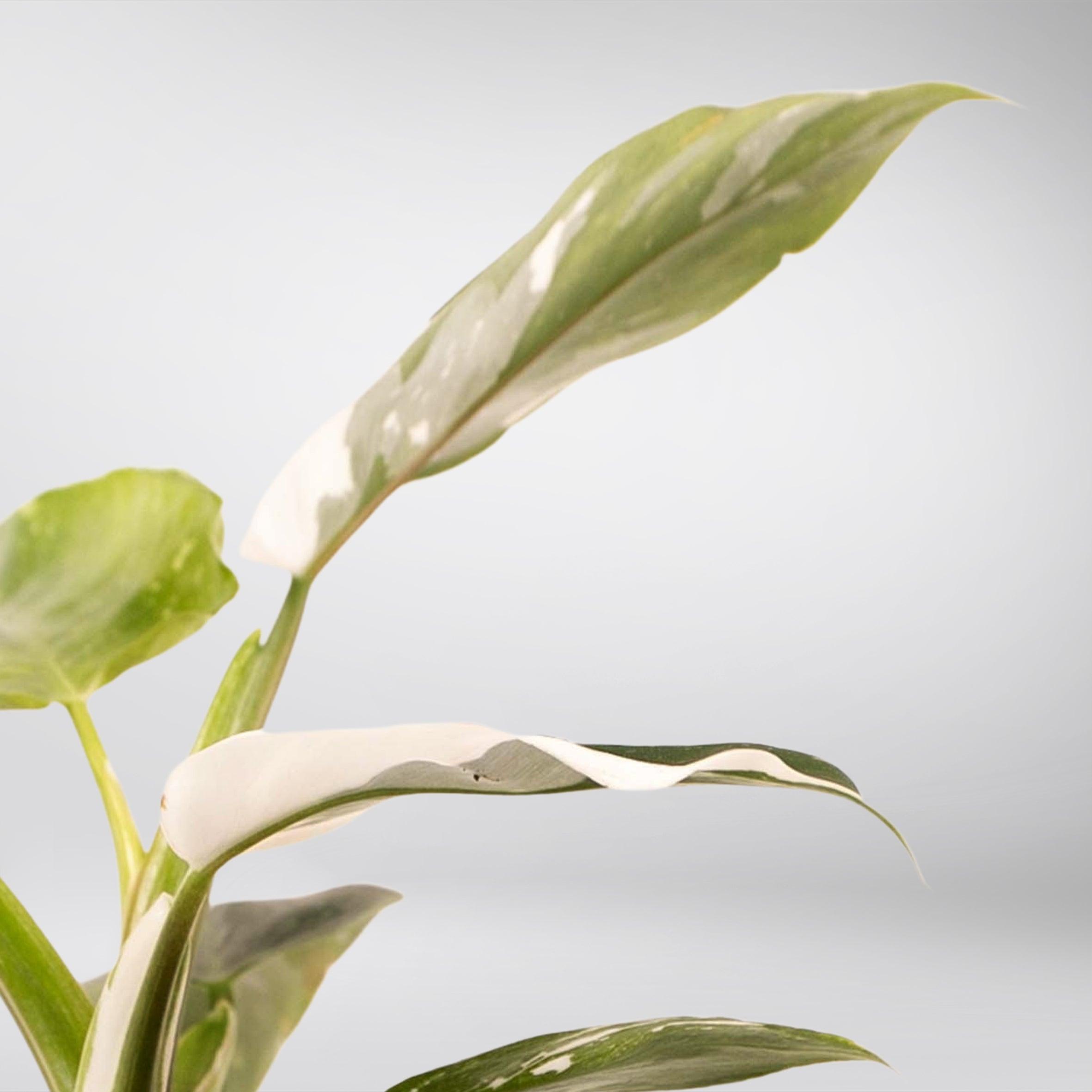 philodendron white fusion Philodendron White Princess