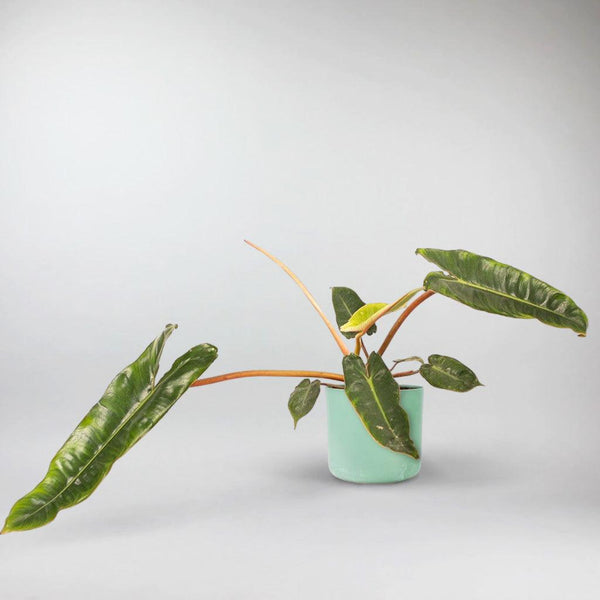 philodendron billietiae x apomenta Philodendron Billietiae