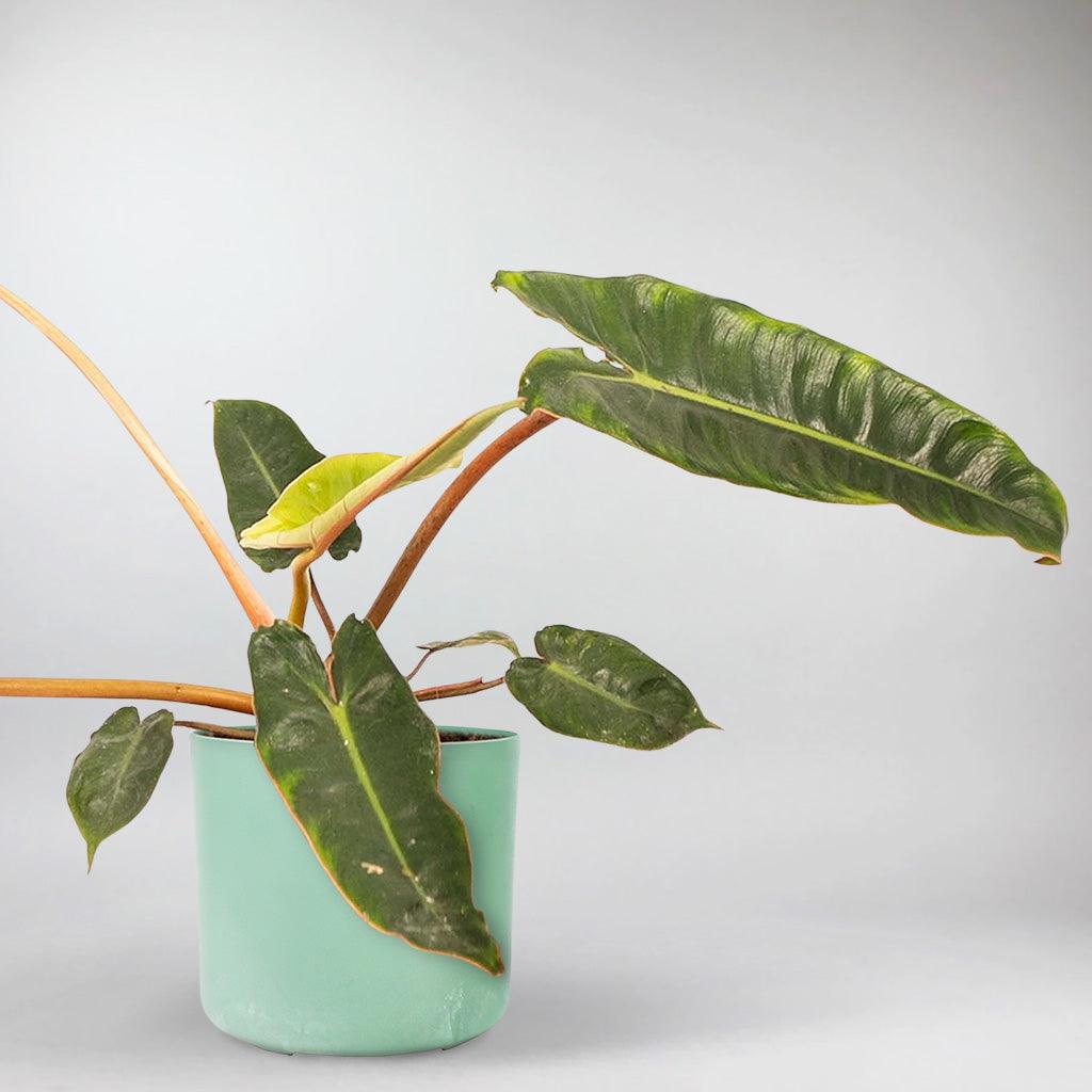 philodendron air purifier Philodendron Billietiae