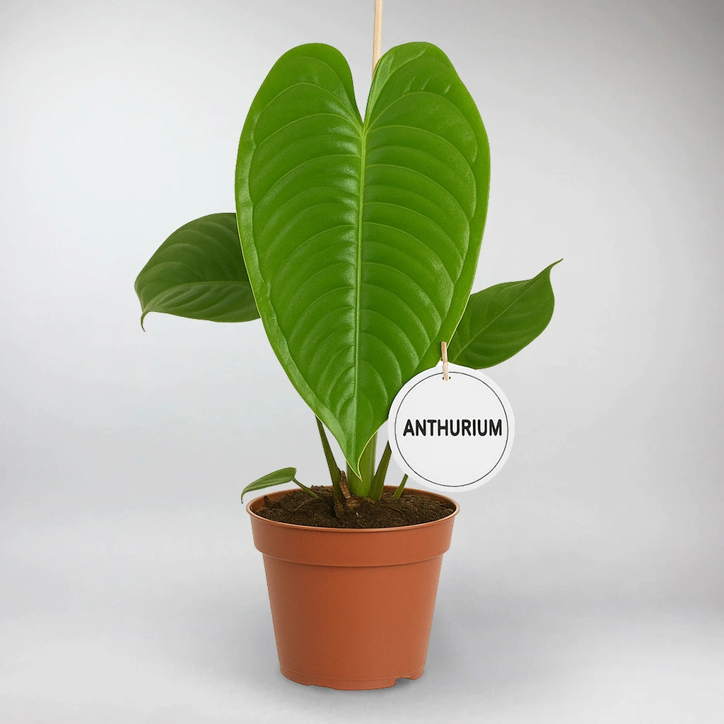 anthurium king Rare King Anthurium Veitchii Plant