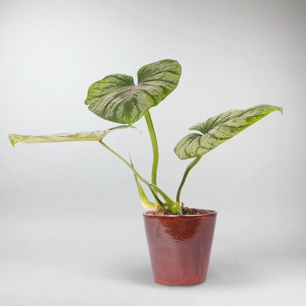 philodendron minarum cloud Philodendron 'Silver Cloud': Air-Purifying Indoor Plant – Bloombox Club