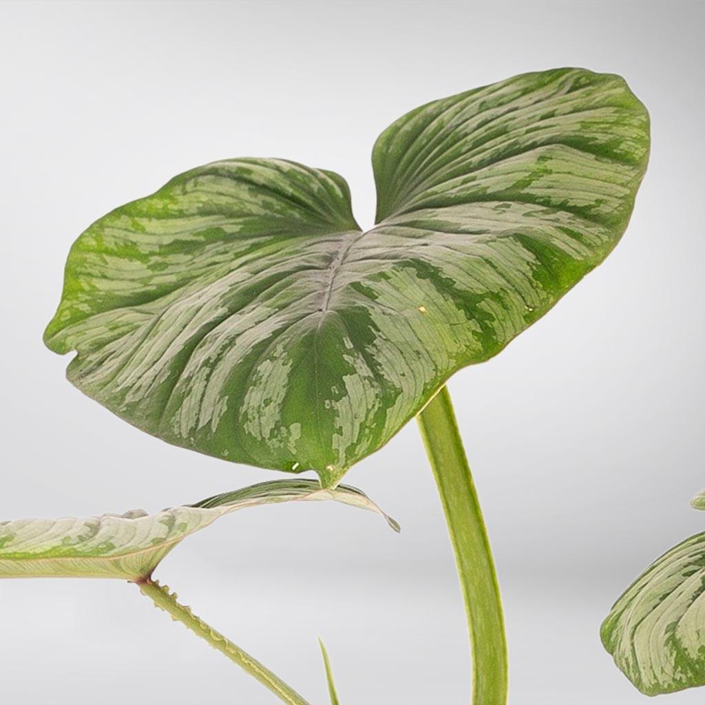 philodendron silver cloud vs mamei Philodendron 'Silver Cloud': Air-Purifying Indoor Plant – Bloombox Club